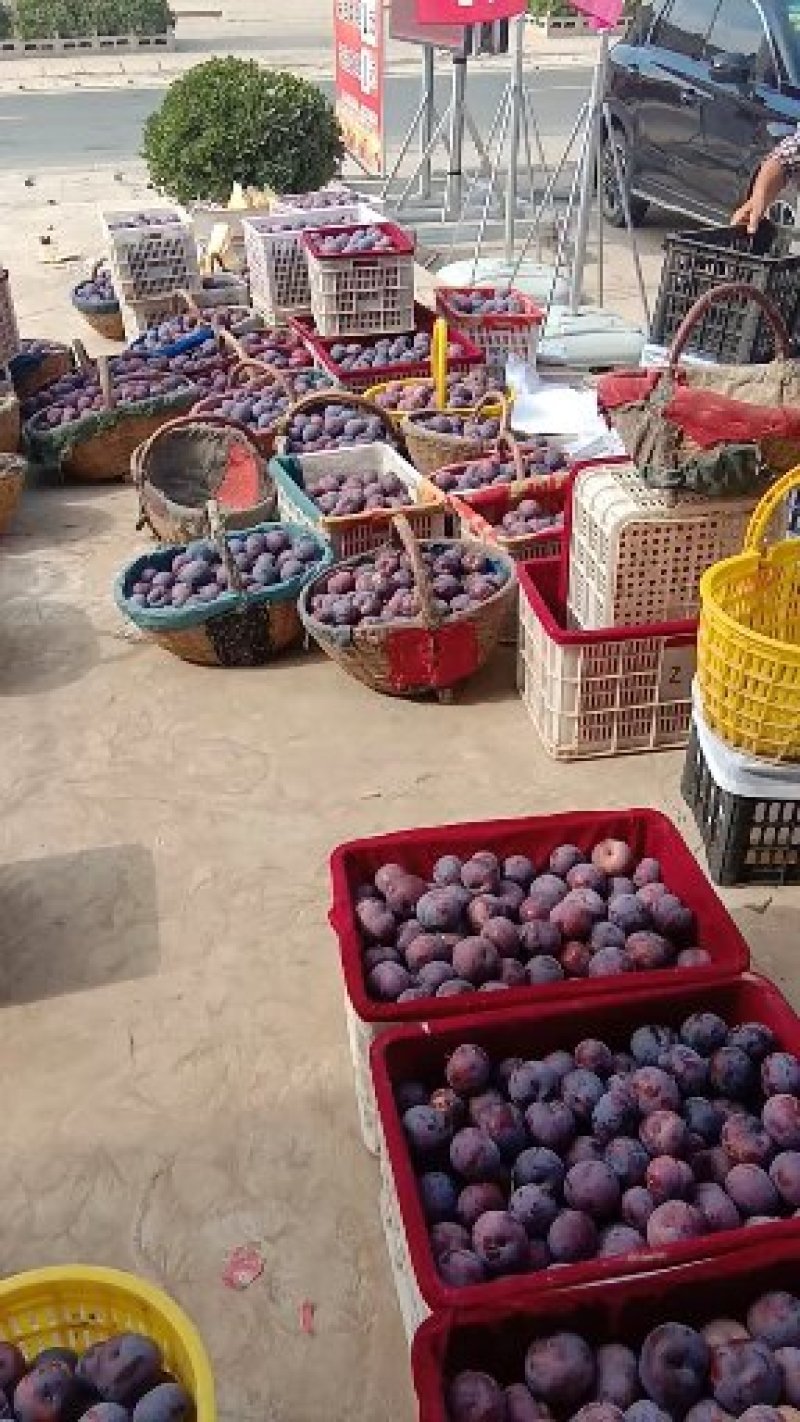 李子马上上市