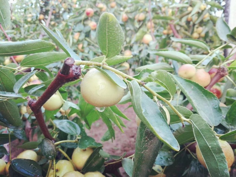 大荔A级冬枣脆甜直发