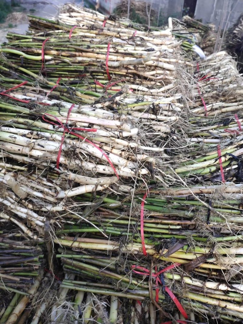 芦苇苗，基地直供价格优惠欢迎大家咨询，