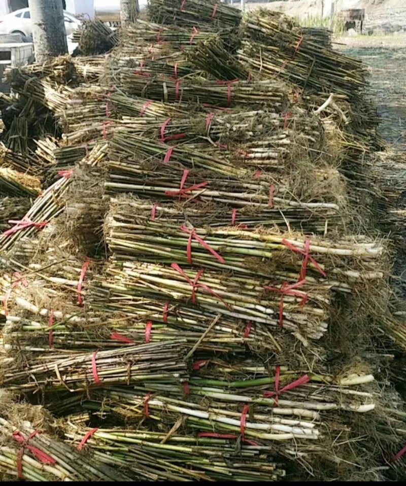 芦苇苗，基地直供价格优惠欢迎大家咨询，