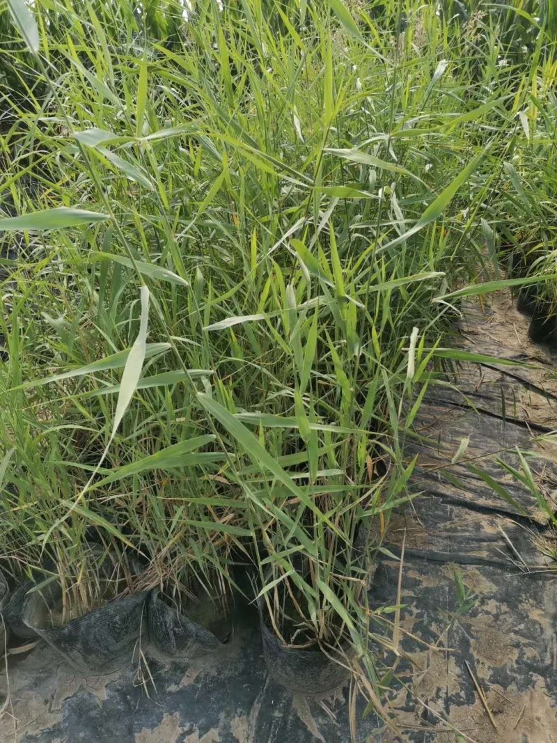 芦苇苗，基地直供价格优惠欢迎大家咨询，
