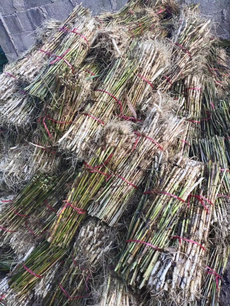 芦苇苗，基地直供价格优惠欢迎大家咨询，