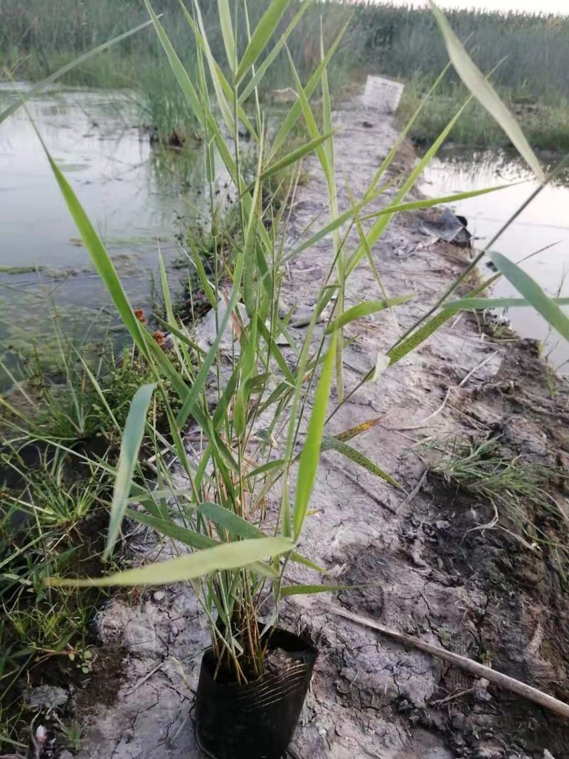 芦苇苗，基地直供价格优惠欢迎大家咨询，