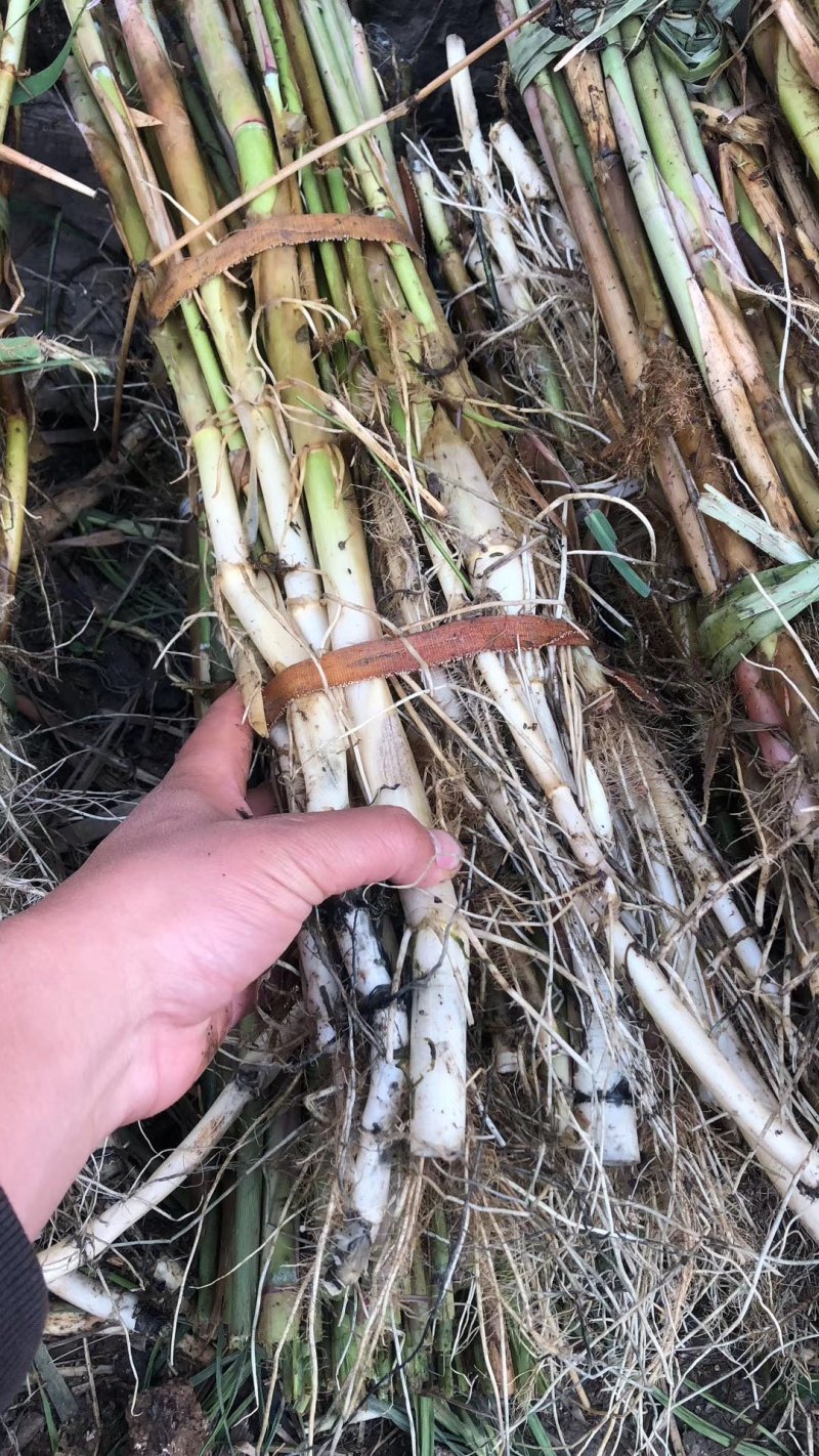 芦苇苗，基地直供价格优惠欢迎大家咨询，