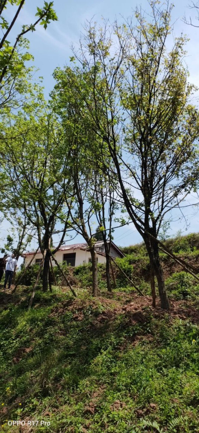 元宝枫