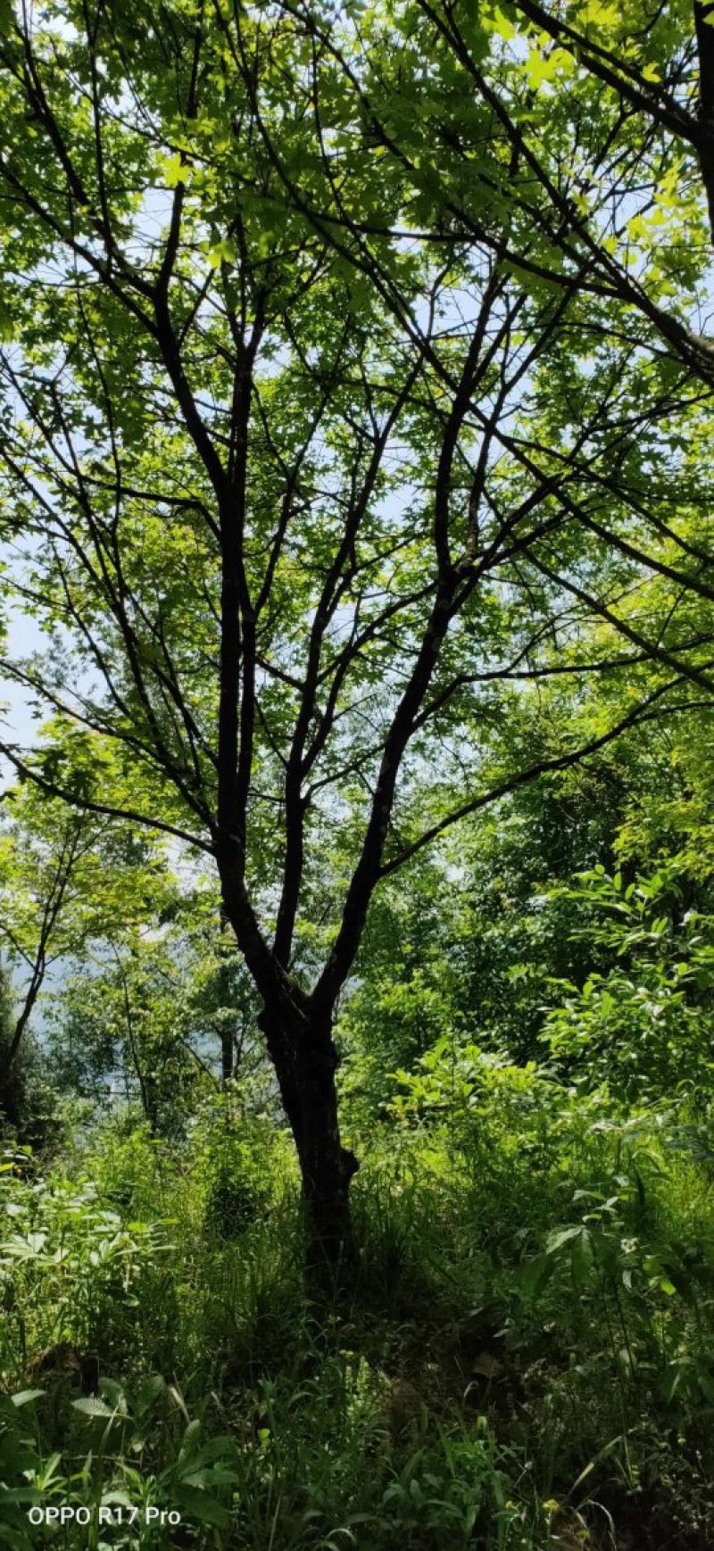 元宝枫