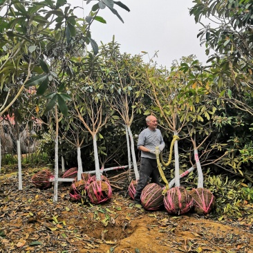南阳枇杷树7公分8公分9公分10公分枇杷热卖中