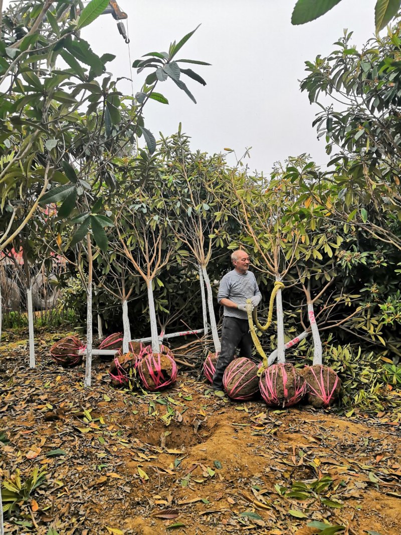 南阳枇杷树7公分8公分9公分10公分枇杷热卖中