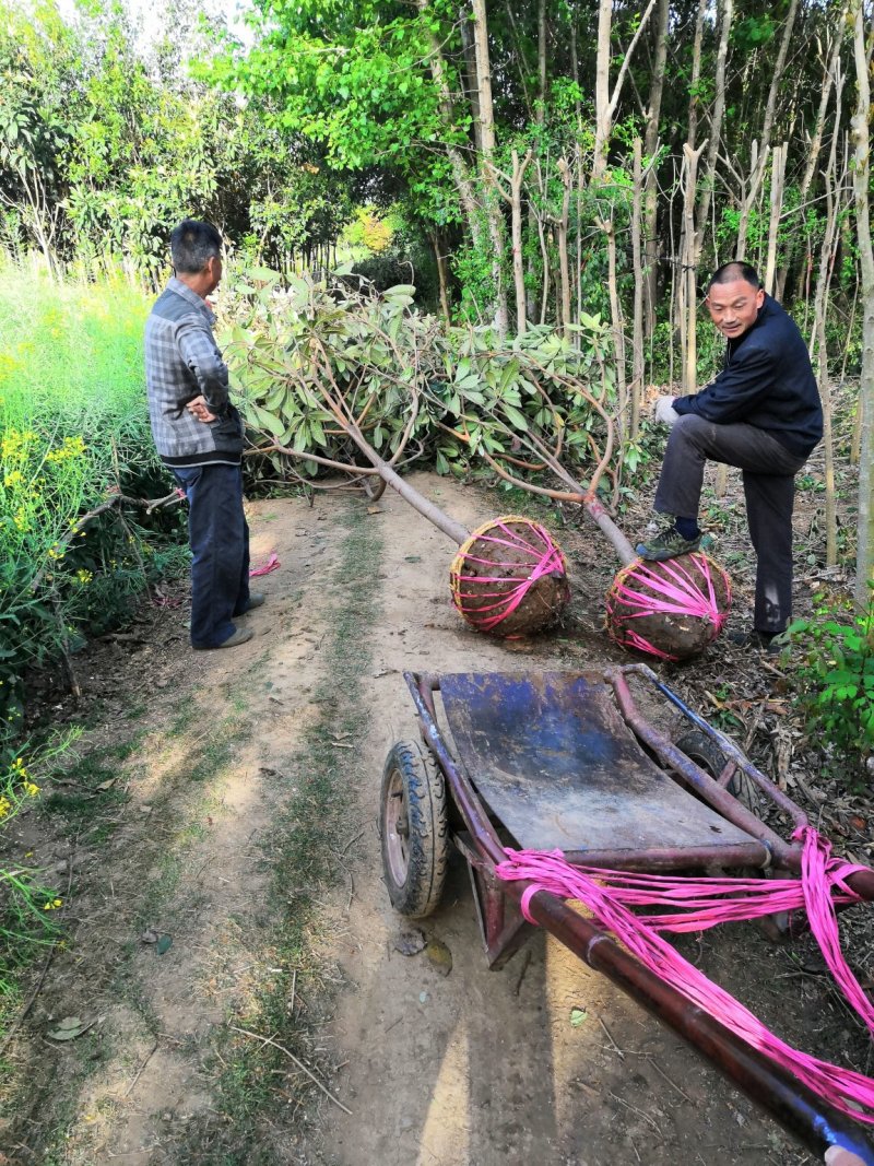 南阳枇杷树7公分8公分9公分10公分枇杷热卖中