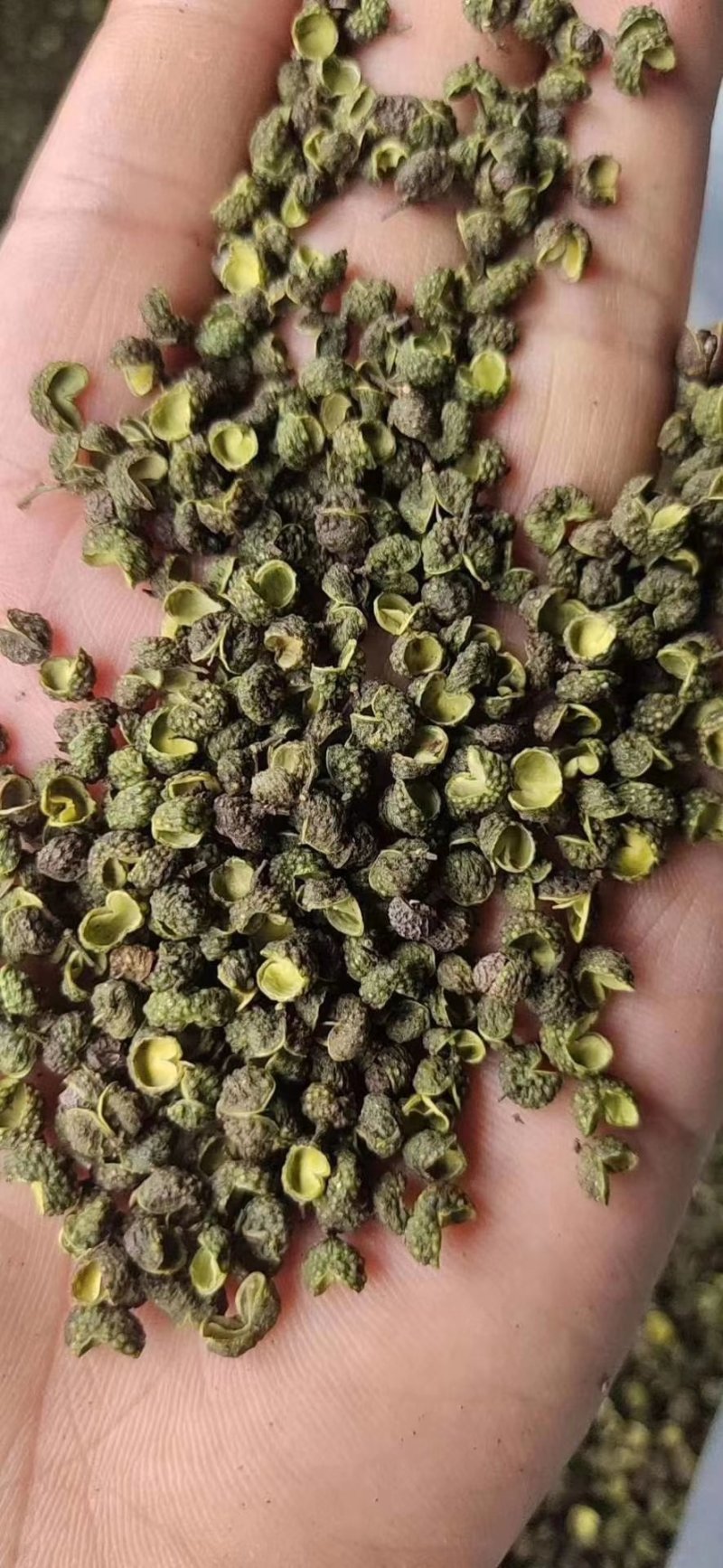 汉源青花椒产地一手货源现货供应