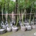 批发佛肚竹，袋苗佛肚竹，4-7cm基地直供，规格齐全