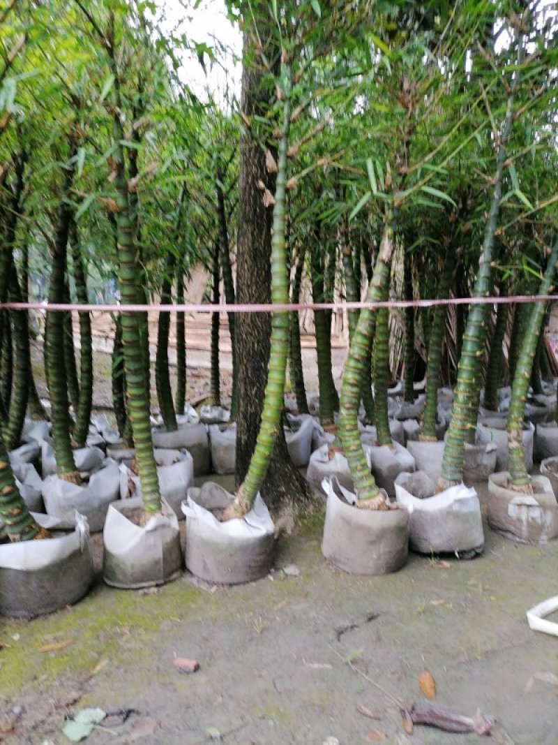 批发佛肚竹，袋苗佛肚竹，4-7cm基地直供，规格齐全