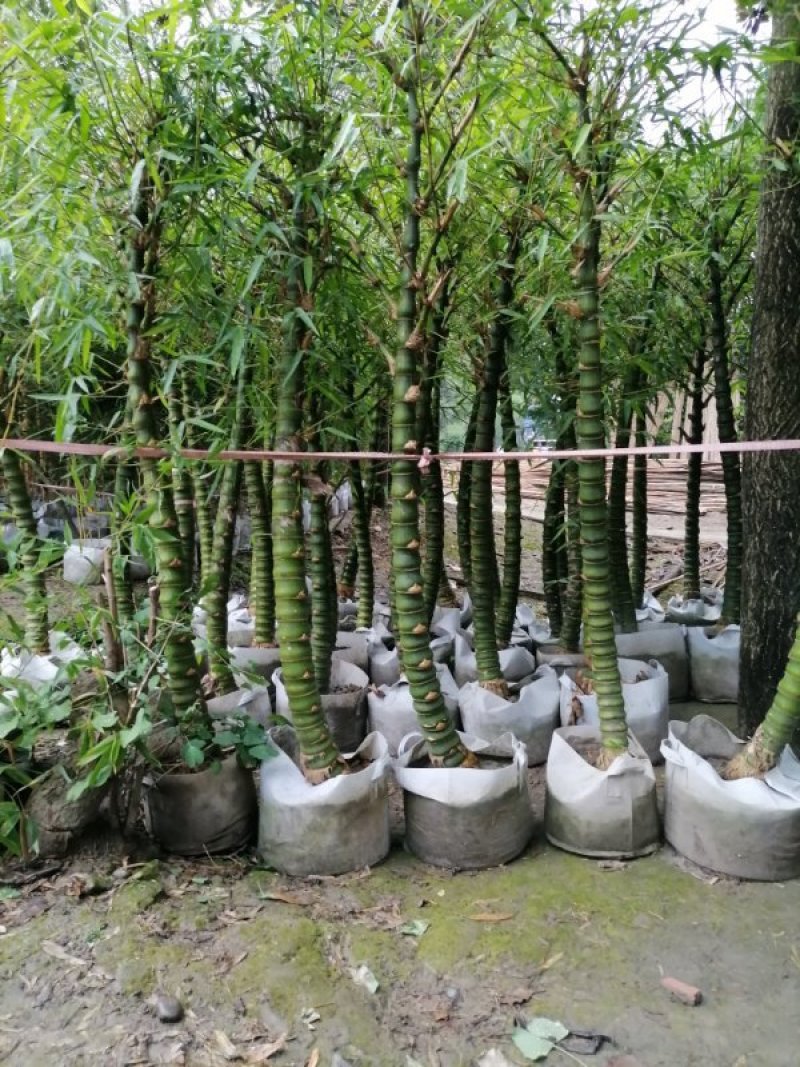 批发佛肚竹，袋苗佛肚竹，4-7cm基地直供，规格齐全