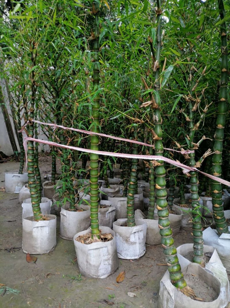 批发佛肚竹，袋苗佛肚竹，4-7cm基地直供，规格齐全