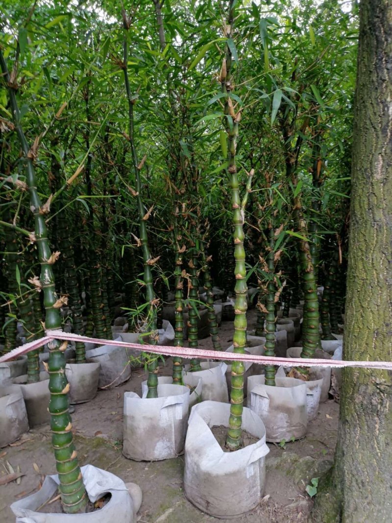 批发佛肚竹，袋苗佛肚竹，4-7cm基地直供，规格齐全
