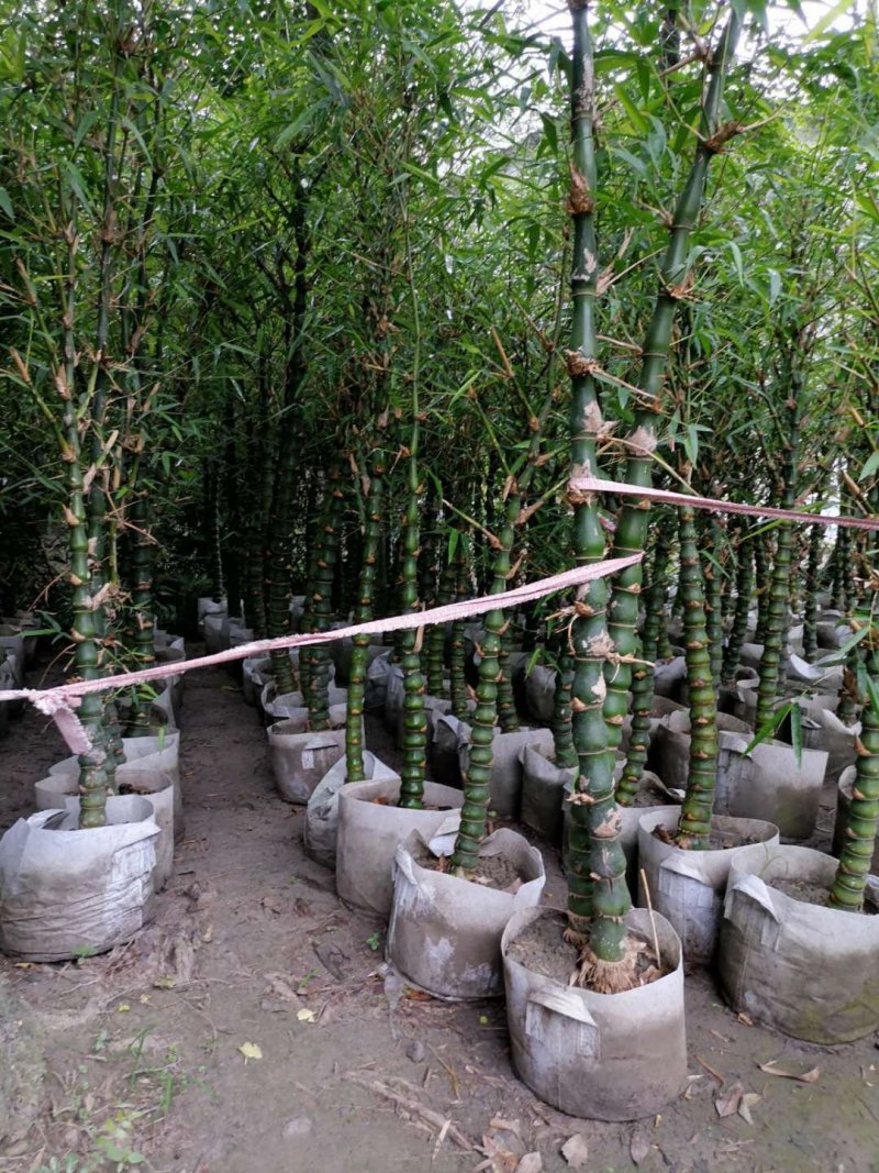 批发佛肚竹，袋苗佛肚竹，4-7cm基地直供，规格齐全