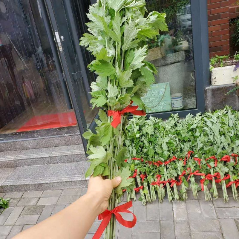 端午新鲜艾草
