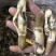 蛏子肉海圣子竹蛏鲜活新鲜现剥水产竹节蛏王肉火锅食材蛏王肉