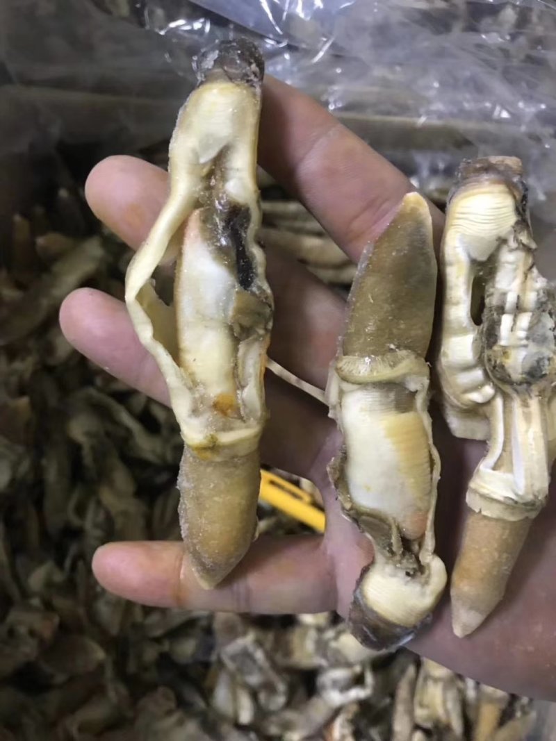 蛏子肉海圣子竹蛏鲜活新鲜现剥水产竹节蛏王肉火锅食材蛏王肉