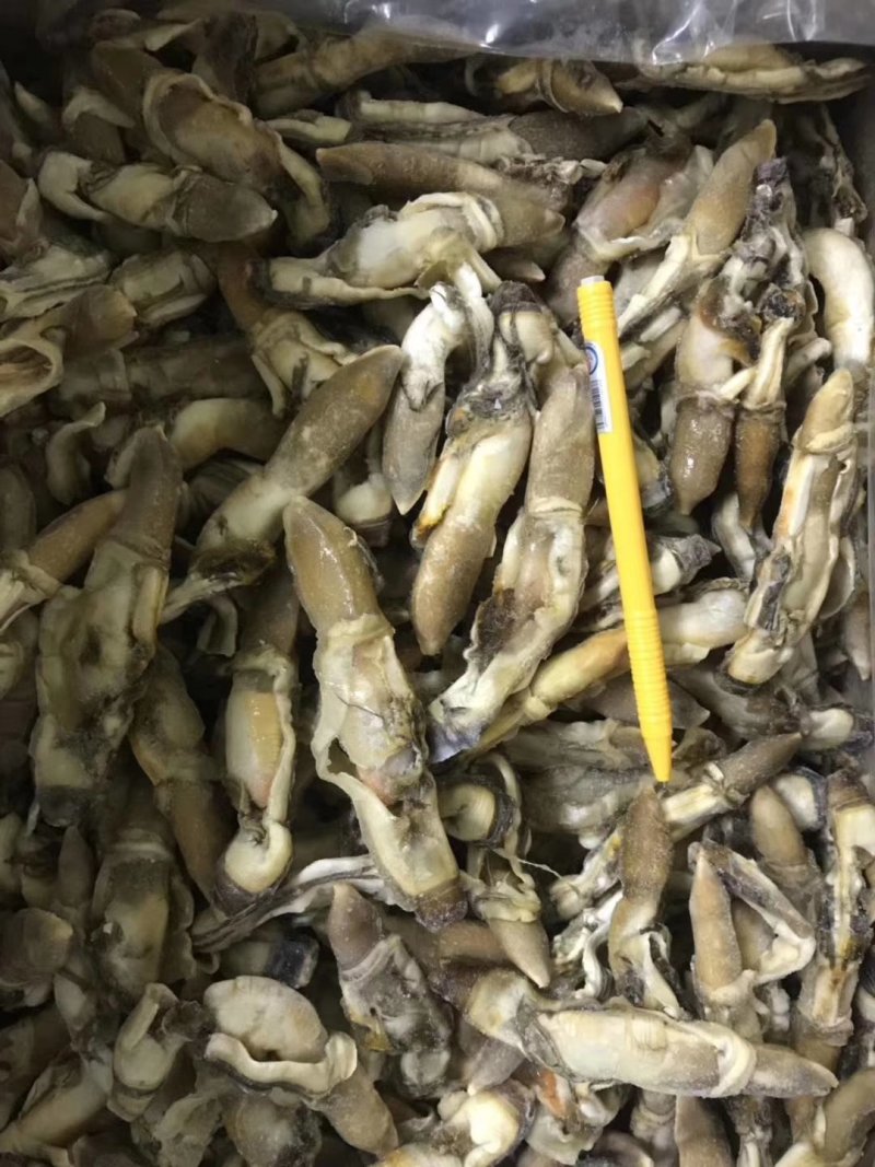 蛏子肉海圣子竹蛏鲜活新鲜现剥水产竹节蛏王肉火锅食材蛏王肉