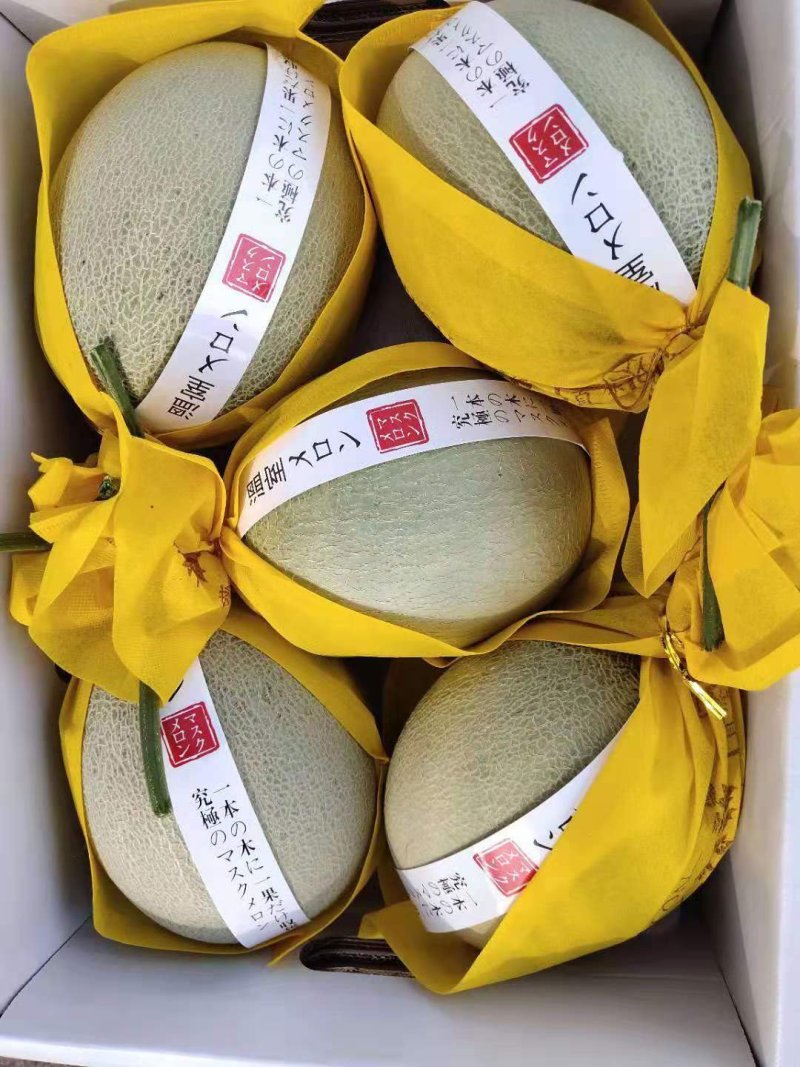 山东海阳鲁厚甜网纹瓜，玫珑瓜海阳网纹瓜瓜。哈密瓜