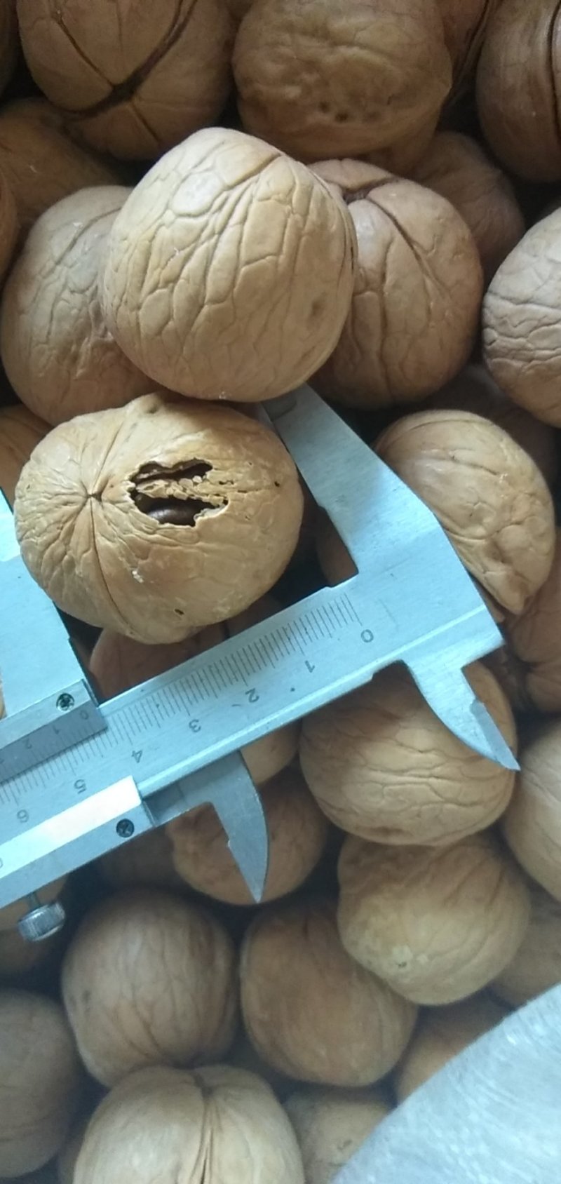 新疆薄皮核桃。不一样的品种不一样的口感。不信尝尝包你满意
