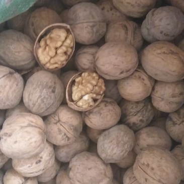 新疆薄皮核桃。不一样的品种不一样的口感。不信尝尝包你满意