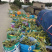 花叶良姜福建花叶姜基地供应整车发货质量保证