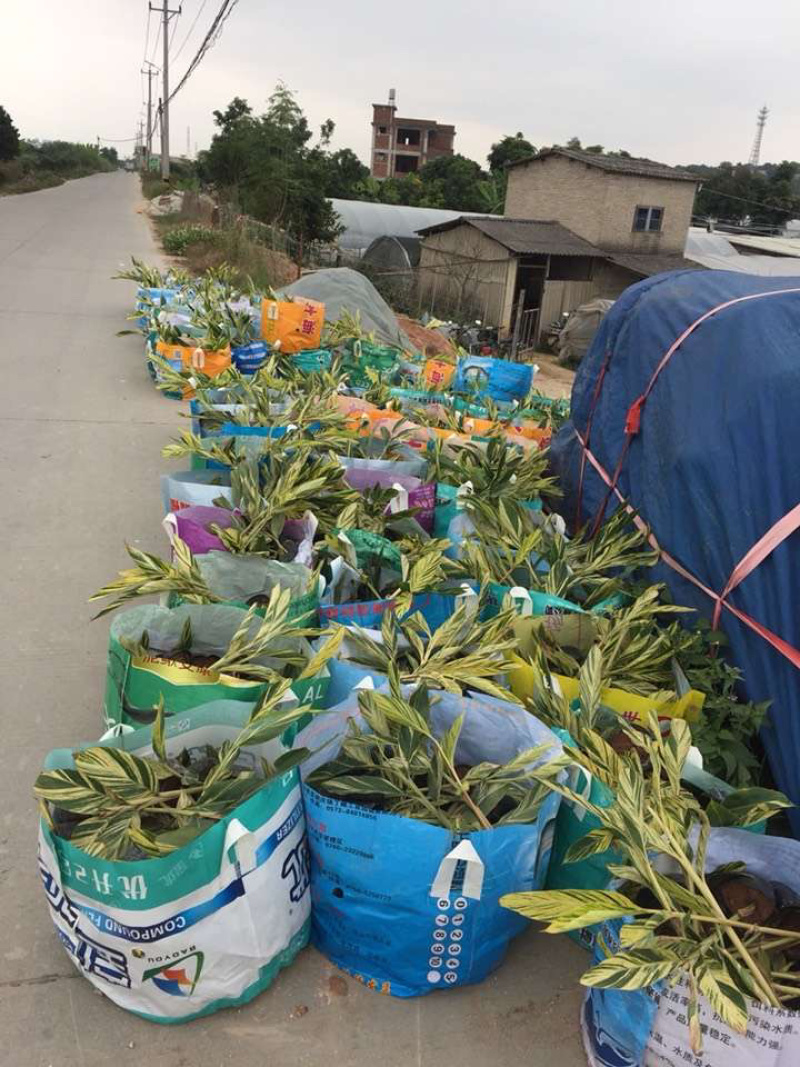花叶良姜福建花叶姜基地供应整车发货质量保证
