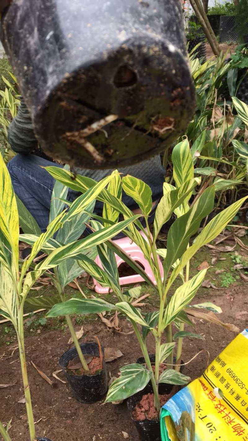 花叶良姜福建花叶姜基地供应整车发货质量保证