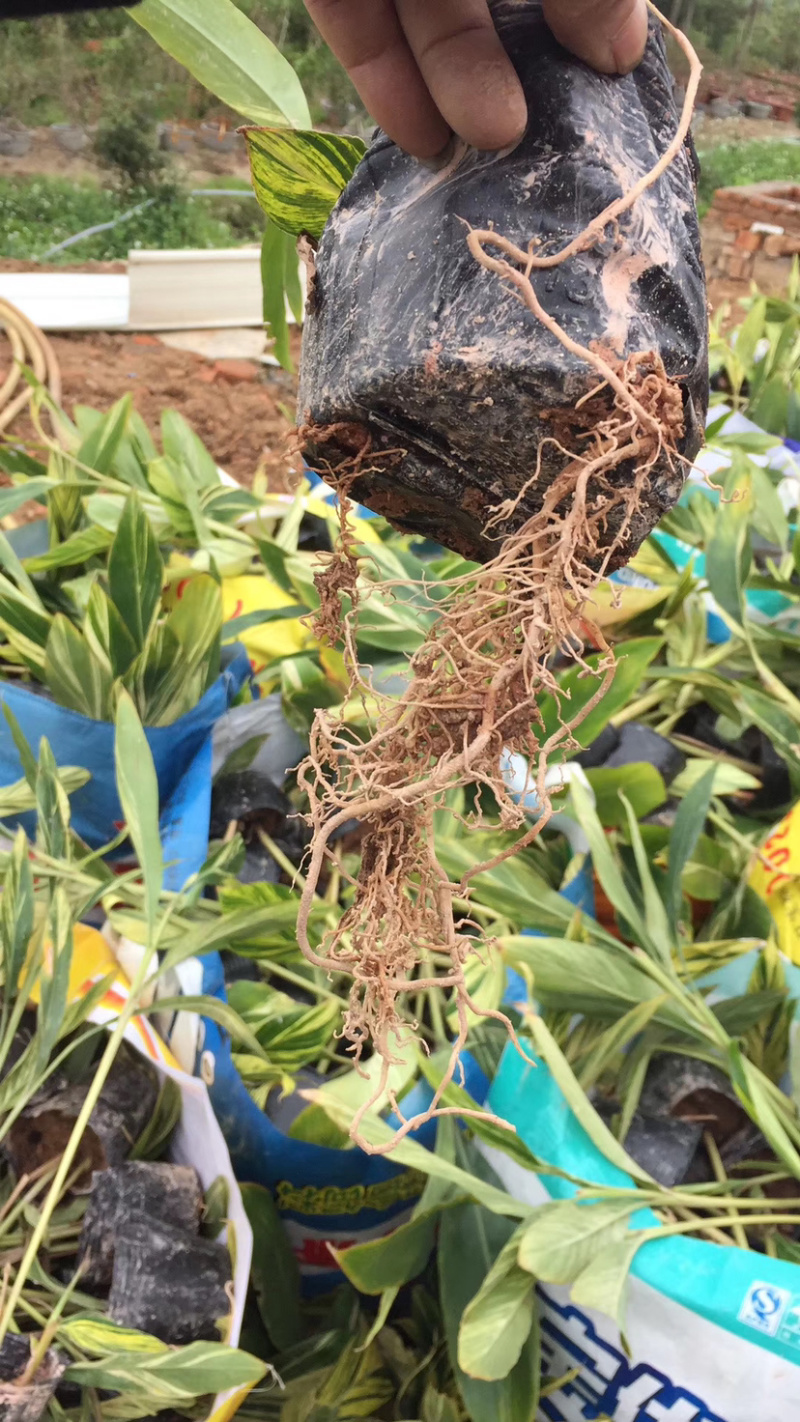 花叶良姜福建花叶姜基地供应整车发货质量保证