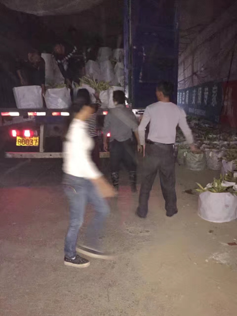 花叶良姜福建花叶姜基地供应整车发货质量保证
