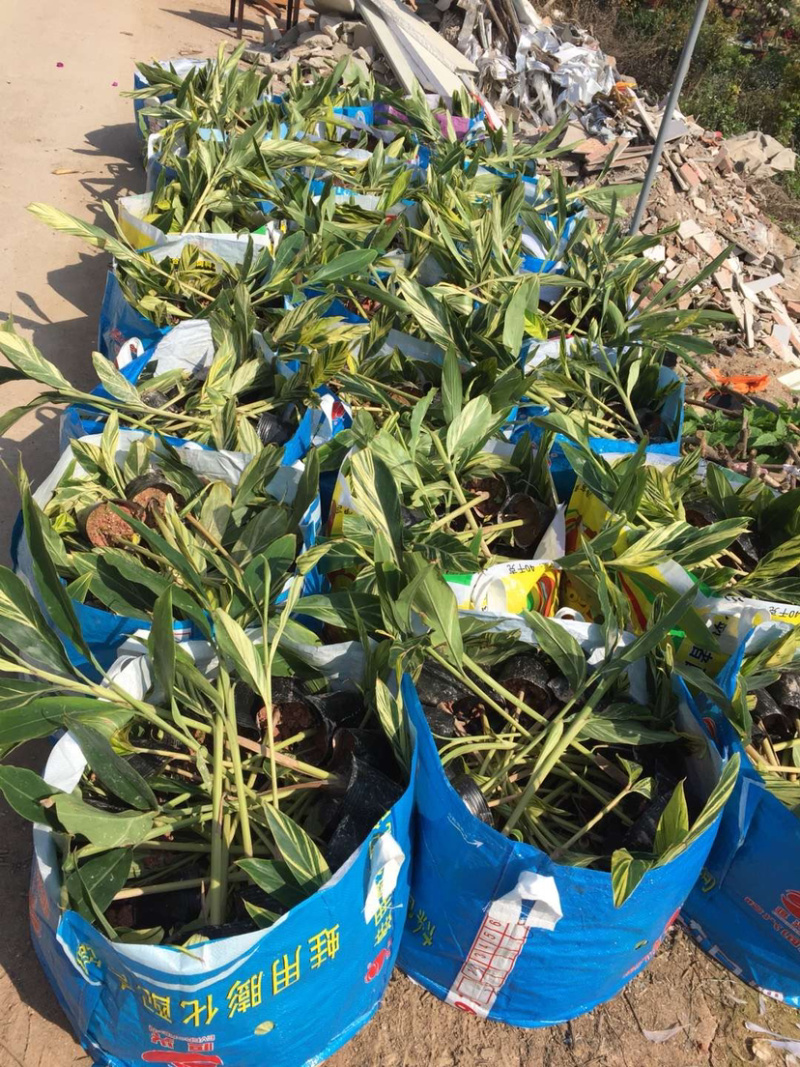 花叶良姜福建花叶姜基地供应整车发货质量保证