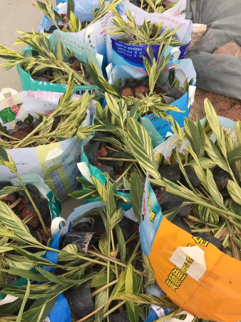 花叶良姜福建花叶姜基地供应整车发货质量保证
