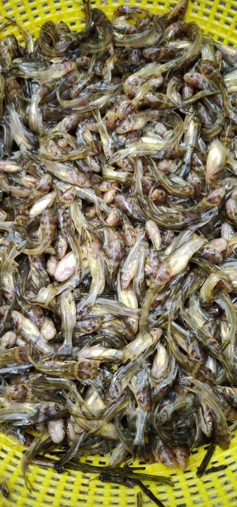 黄骨鱼苗杂交黄骨鱼苗适合山塘，水库，水池，网箱养殖
