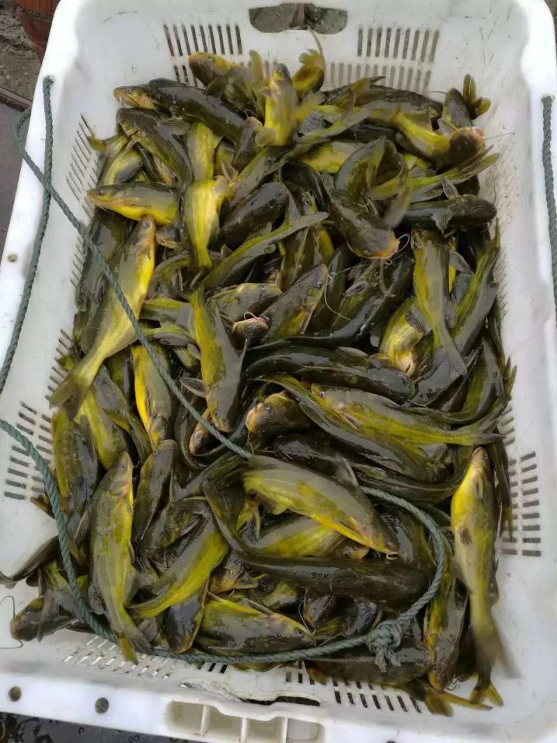 黄骨鱼苗杂交黄骨鱼苗适合山塘，水库，水池，网箱养殖