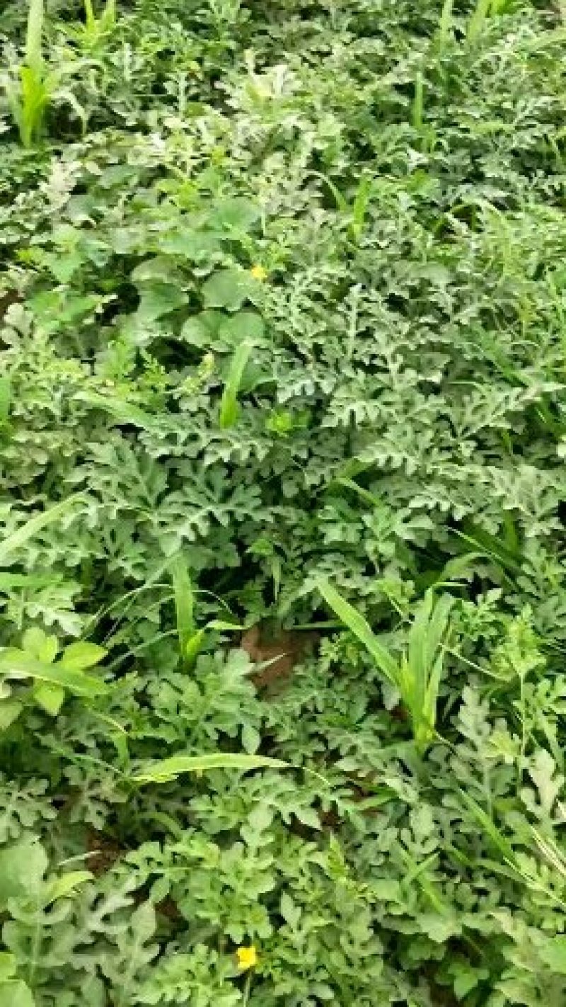 西瓜京欣头茬