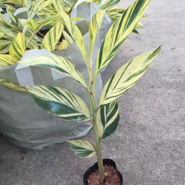 花叶良姜福建花叶姜基地供应整车发货质量保证