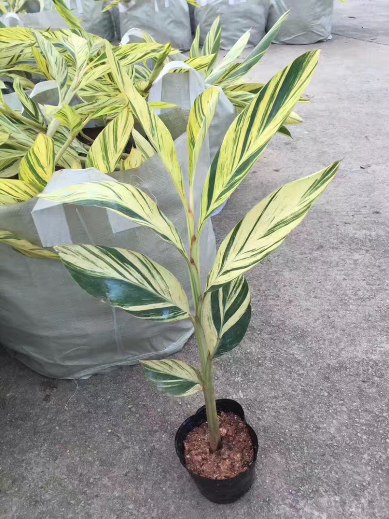 花叶良姜福建花叶姜基地供应整车发货质量保证