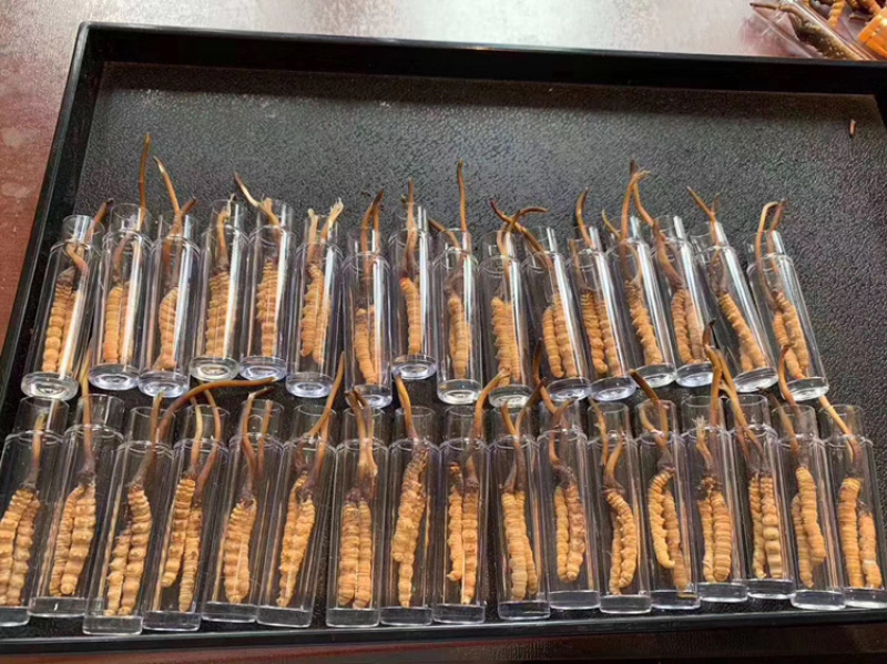 鲜冬虫夏草货品质量保证特级青海玉树