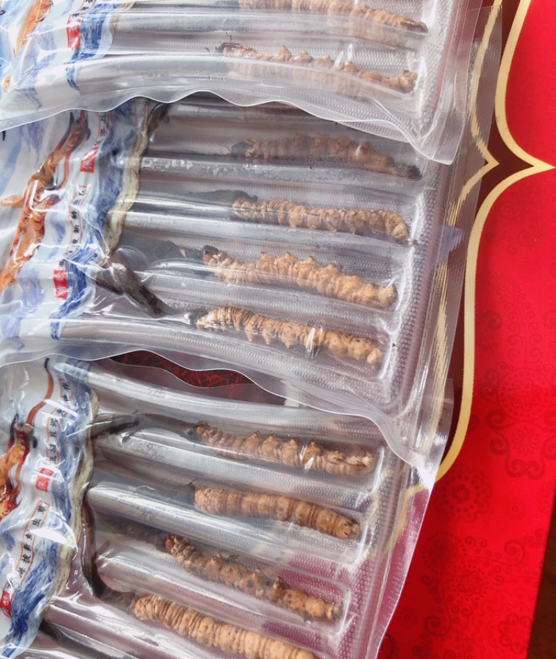 鲜冬虫夏草货品质量保证特级青海玉树