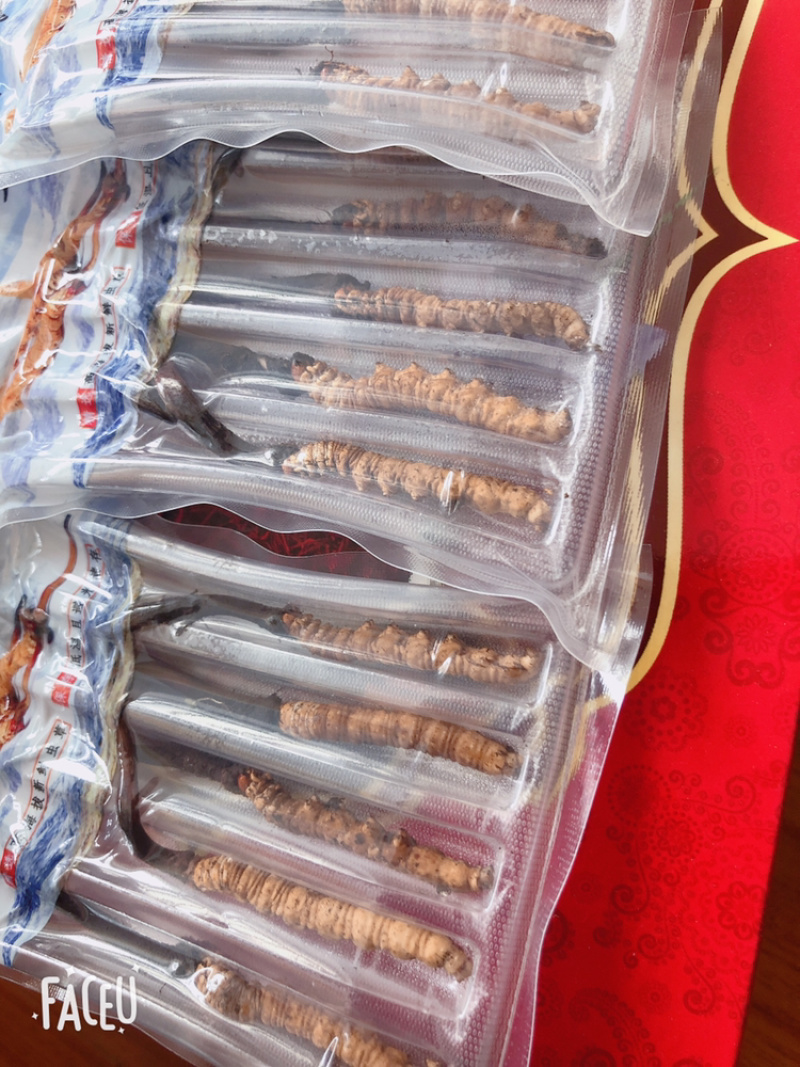 鲜冬虫夏草货品质量保证特级青海玉树
