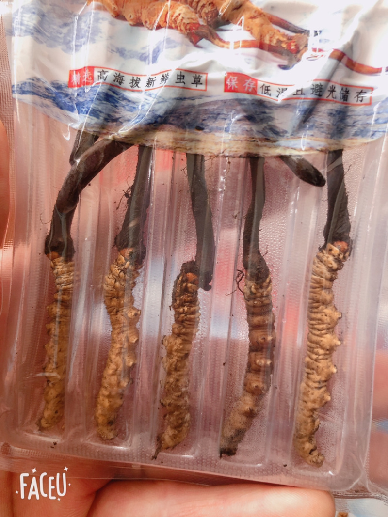 鲜冬虫夏草货品质量保证特级青海玉树