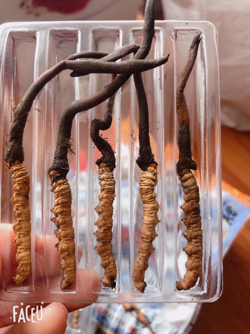 鲜冬虫夏草货品质量保证特级青海玉树