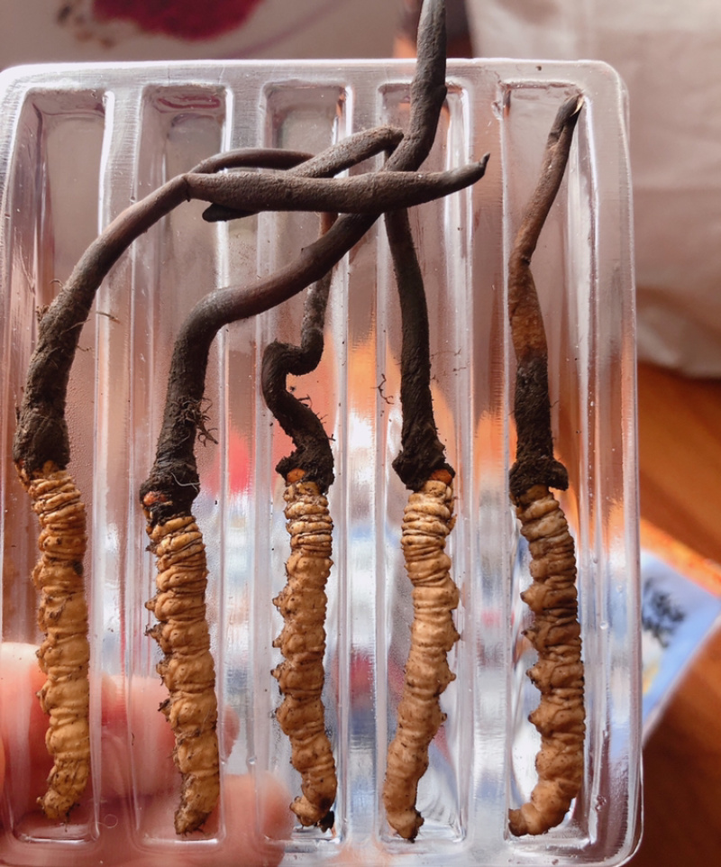 鲜冬虫夏草货品质量保证特级青海玉树