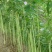 豆角大量上市了