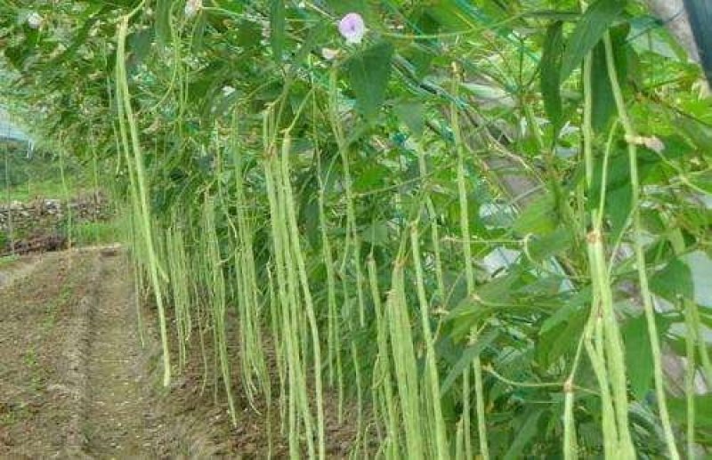 豆角大量上市了