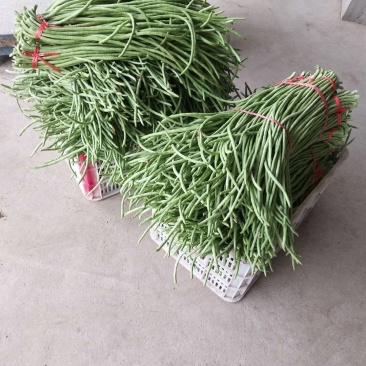 豆角大量上市了