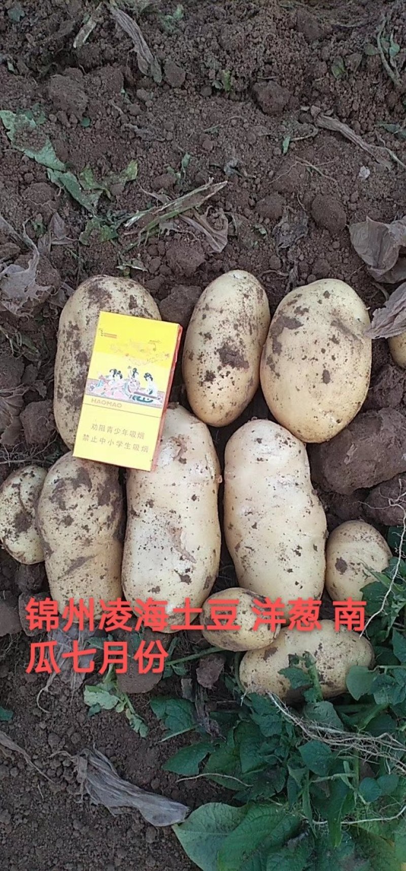辽宁锦州凌海荷兰806土豆