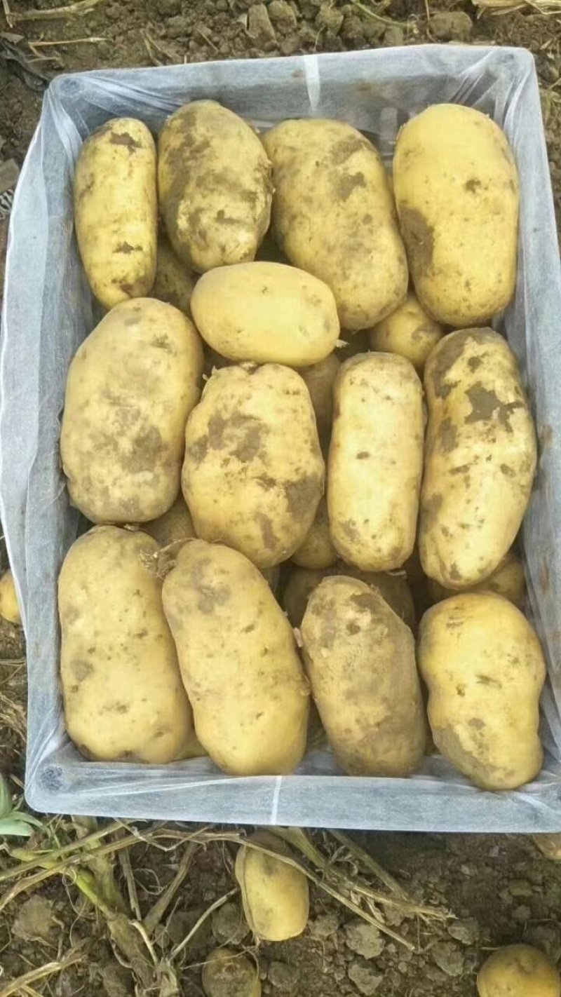 辽宁锦州凌海荷兰806土豆